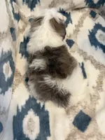 Oakley, a male Shih Tzu for sale in LaGrange, GA – 3 of 3