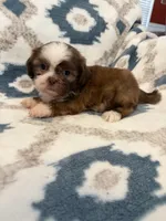 Reese, a male Shih Tzu for sale in LaGrange, GA – 2 of 3