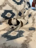 Copper, a male Shih Tzu for sale in LaGrange, GA – 3 of 5