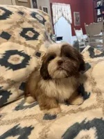 Reese, a male Shih Tzu for sale in LaGrange, GA – 3 of 3