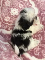 Mini, a female Shih Tzu for sale in LaGrange, GA – 3 of 3