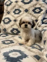 Teddy, a male Shih Tzu for sale in LaGrange, GA – 3 of 3