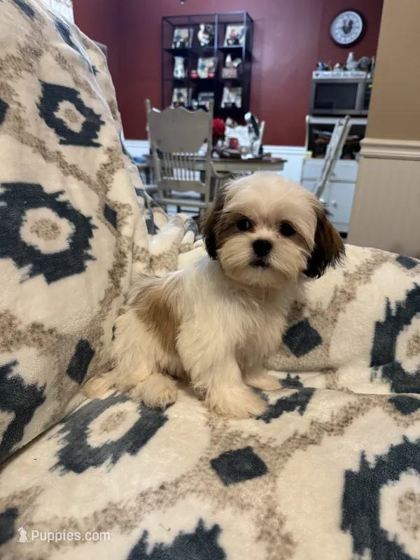 Teddy – Shih Tzu puppy for sale in LaGrange, GA