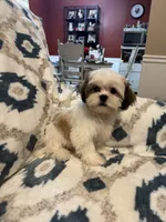 Teddy, a male Shih Tzu for sale in LaGrange, GA – 1 of 3