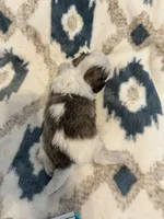 Oakley, a male Shih Tzu for sale in LaGrange, GA – 5 of 5