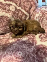 Margot, a female Shih Tzu for sale in LaGrange, GA – 2 of 3
