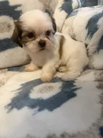 Teddy, a male Shih Tzu for sale in LaGrange, GA – 2 of 3