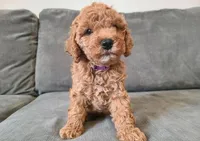 Vicky, a female Cavapoo for sale in Newark, NJ – 1 of 3