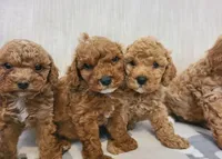 Elsy, a female Cavapoo for sale in Newark, NJ – 4 of 4