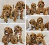 Tom, a male Cavapoo for sale in Newark, NJ – 4 of 5