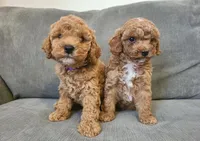 Elsy, a female Cavapoo for sale in Newark, NJ – 3 of 4