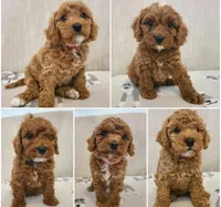 Tom, a male Cavapoo for sale in Newark, NJ – 5 of 5