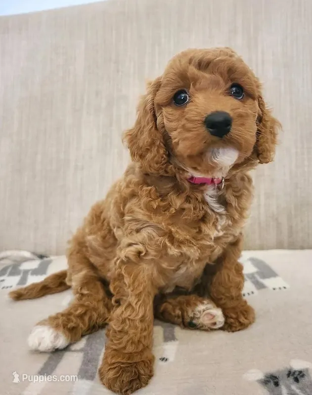 Luna – Cavapoo puppy for sale in Newark, NJ