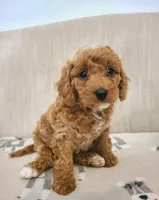 Luna, a female Cavapoo for sale in Newark, NJ – 4 of 4