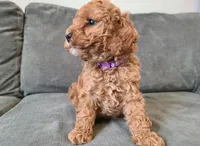 Vicky, a female Cavapoo for sale in Newark, NJ – 2 of 3