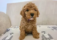 Elsy, a female Cavapoo for sale in Newark, NJ – 1 of 4
