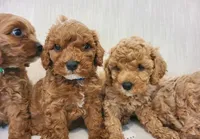 Luna, a female Cavapoo for sale in Newark, NJ – 3 of 4