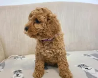 Elsy, a female Cavapoo for sale in Newark, NJ – 2 of 4