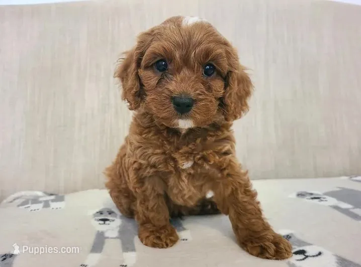 Rafa – Cavapoo puppy for sale in Newark, NJ