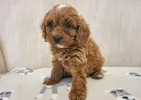 Rafa, a male Cavapoo for sale in Newark, NJ – 2 of 4