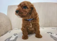 Tom, a male Cavapoo for sale in Newark, NJ – 2 of 5