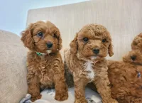 Rafa, a male Cavapoo for sale in Newark, NJ – 3 of 4