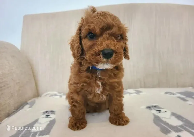 Tom – Cavapoo puppy for sale in Newark, NJ