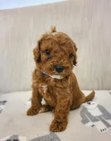 Tom, a male Cavapoo for sale in Newark, NJ – 3 of 5