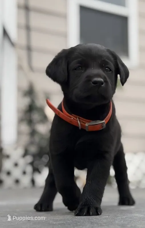 Rex – Labrador Retriever puppy for sale in Wakarusa, IN