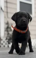 Rex, a male Labrador Retriever for sale in Wakarusa, IN – 1 of 2
