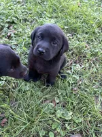 Roxy, a female Labrador Retriever for sale in Wakarusa, IN – 3 of 3