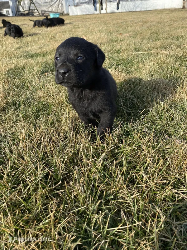 Rover, a male Labrador Retriever for sale in Wakarusa, IN – Photo 1 of 1