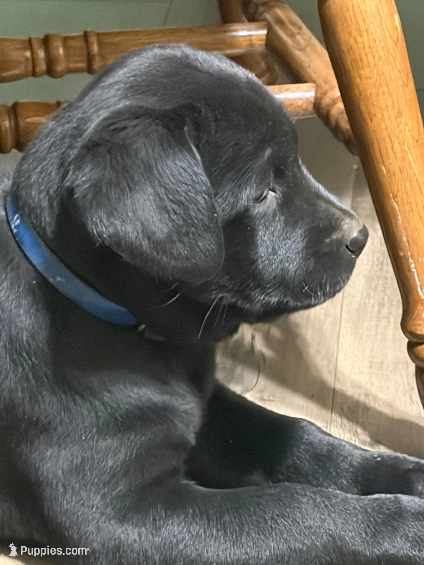 Rover – Labrador Retriever puppy for sale in Wakarusa, IN