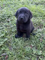 Rex, a male Labrador Retriever for sale in Wakarusa, IN – 2 of 2