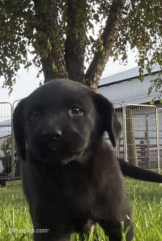 Roxy – Labrador Retriever puppy for sale in Wakarusa, IN