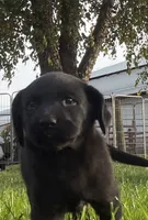 Roxy, a female Labrador Retriever for sale in Wakarusa, IN – 1 of 3
