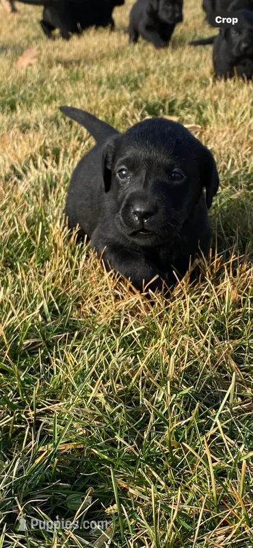 Bella, a female Labrador Retriever for sale in Wakarusa, IN – Photo 1 of 1