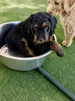 Noir, a female Goldendoodle for sale in Phoenix, AZ – 3 of 3
