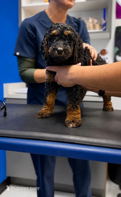 Noir – Goldendoodle puppy for sale in Phoenix, AZ