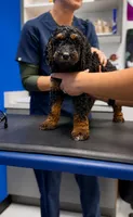 Noir, a female Goldendoodle for sale in Phoenix, AZ – 1 of 3