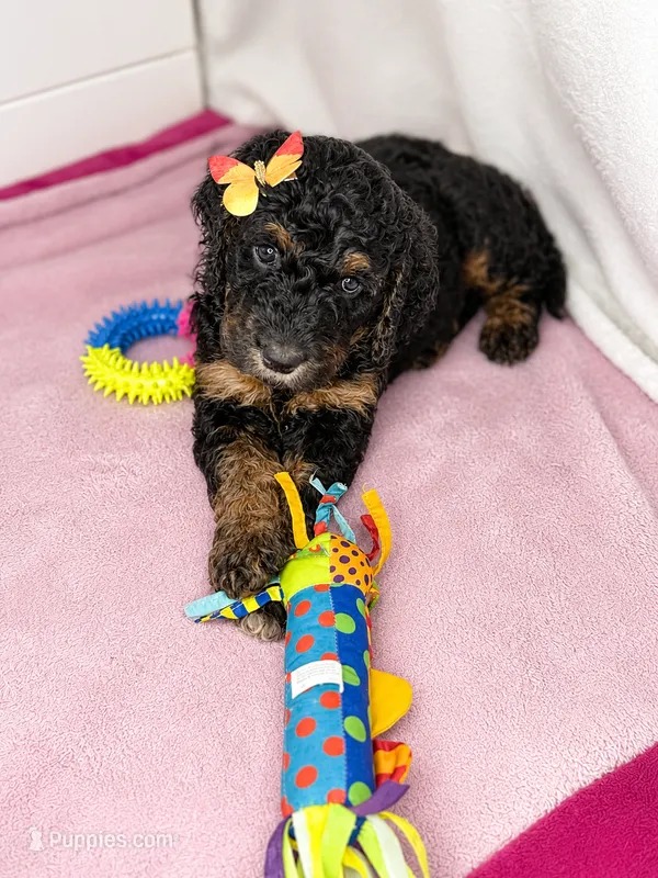 Noir – Goldendoodle puppy for sale in Phoenix, AZ