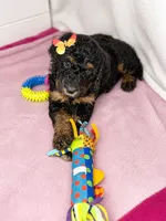 Noir, a female Goldendoodle for sale in Phoenix, AZ – 2 of 3