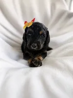 Noir, a female Goldendoodle for sale in Phoenix, AZ – 5 of 5