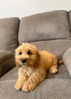 Tinkerbell, a female Miniature Goldendoodle for sale in Millerstown, PA – 3 of 5