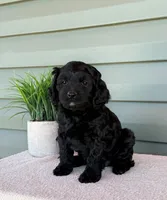 Pixie, a female Cavapoo for sale in Elliottsburg, PA – 3 of 5