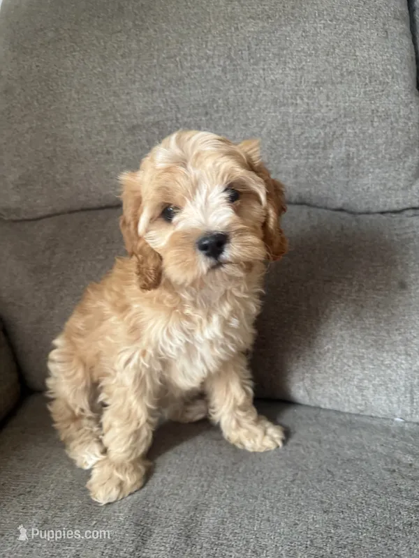 Penny – Cavapoo puppy for sale in Elliottsburg, PA