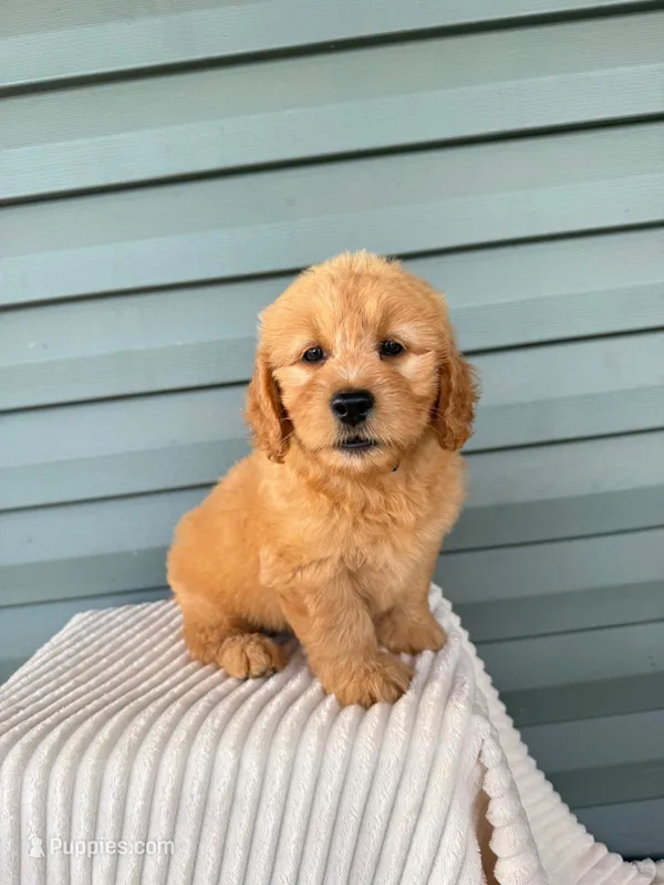 Tasha – Miniature Goldendoodle puppy for sale in Elliottsburg, PA