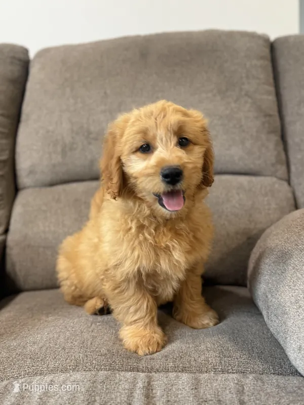 Tasha – Miniature Goldendoodle puppy for sale in Elliottsburg, PA