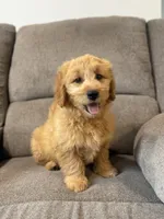 Tasha, a female Miniature Goldendoodle for sale in Millerstown, PA – 1 of 7