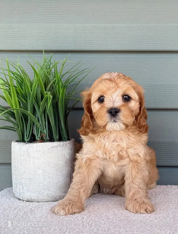 Penny – Cavapoo puppy for sale in Elliottsburg, PA